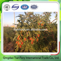 Factory price certified organic goji berry